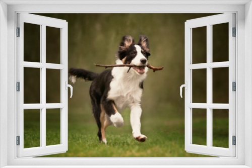 Fototapeta Naklejka Na Ścianę Okno 3D - Border Collie