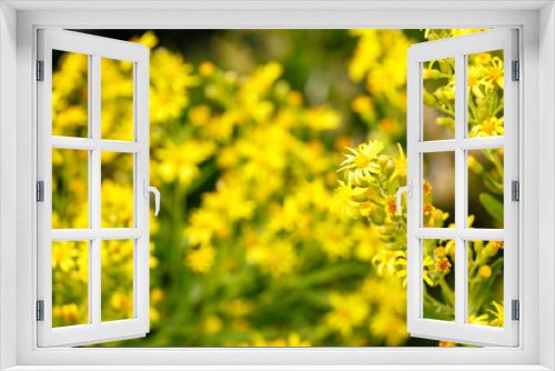 Fototapeta Naklejka Na Ścianę Okno 3D - Yellow flowers bush on blurred background