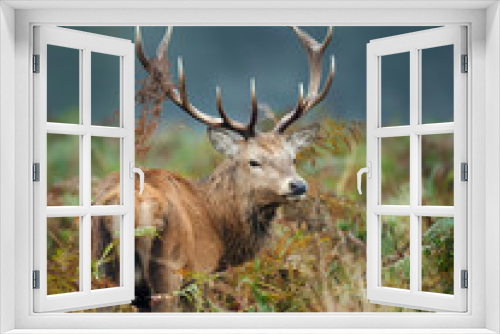 Fototapeta Naklejka Na Ścianę Okno 3D - Red deer stag standing in the field of ferns