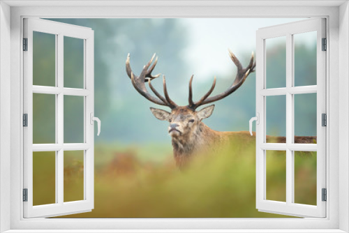 Fototapeta Naklejka Na Ścianę Okno 3D - Red deer stag in mist during rutting season