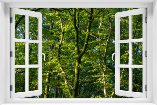 Fototapeta Naklejka Na Ścianę Okno 3D - Trees in the morninglight