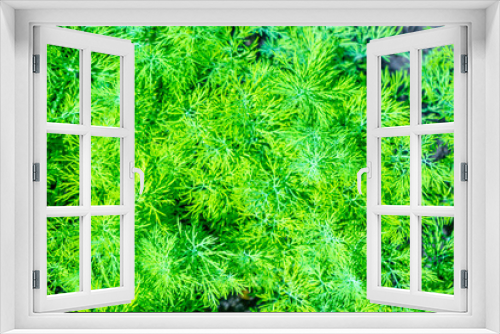 Fototapeta Naklejka Na Ścianę Okno 3D - Fresh Green Dill Growing On Bed