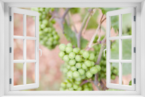 Fototapeta Naklejka Na Ścianę Okno 3D - bunch of grapes on vine