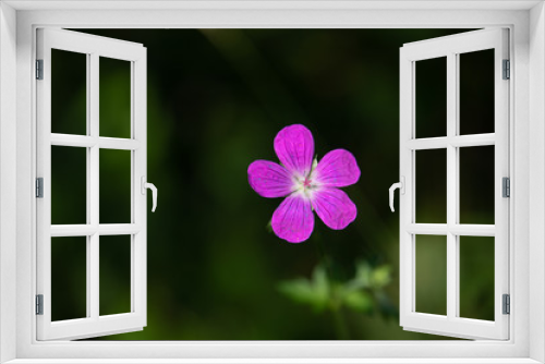 Fototapeta Naklejka Na Ścianę Okno 3D - Pink flower in green grass