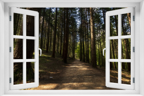 Fototapeta Naklejka Na Ścianę Okno 3D - forest of Maples in Emilia Romagna

