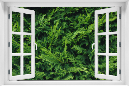 Fototapeta Naklejka Na Ścianę Okno 3D - Sapin vert