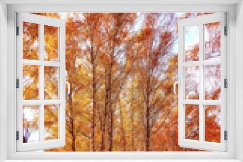 Fototapeta Naklejka Na Ścianę Okno 3D - Yellow birch trees in sunny autumn
