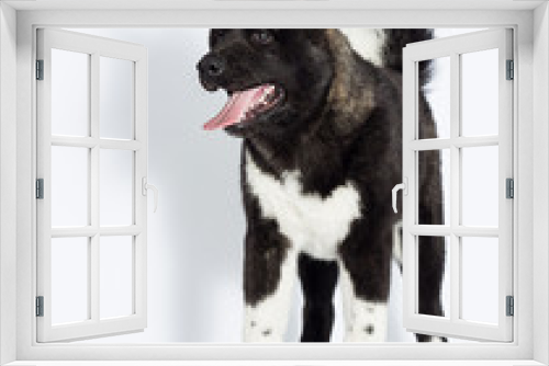 Fototapeta Naklejka Na Ścianę Okno 3D - puppy stands against white background, American Akita