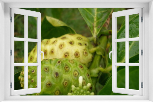 Fototapeta Naklejka Na Ścianę Okno 3D - frutas exoticas