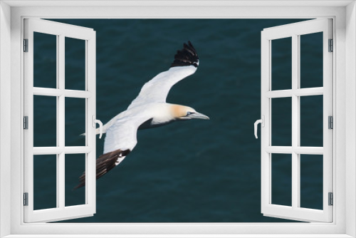 Fototapeta Naklejka Na Ścianę Okno 3D - Flying gannet over the sea 