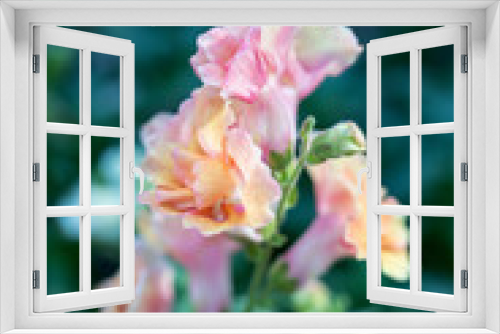 Fototapeta Naklejka Na Ścianę Okno 3D - Garden pink flowers on gray-green background