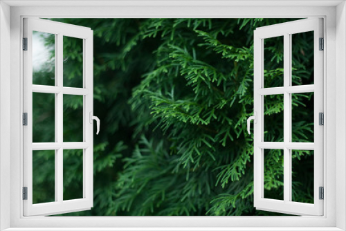 Fototapeta Naklejka Na Ścianę Okno 3D - Crown of green thuja, macro photo