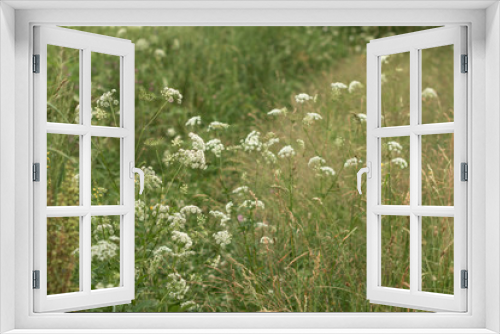 Fototapeta Naklejka Na Ścianę Okno 3D - Inflorescences of white small flowers among green meadow