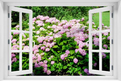 Fototapeta Naklejka Na Ścianę Okno 3D - Large vivid magenta pink hydrangea macrophylla or hortensia shrub in full bloom in a flower pot, with fresh green leaves in the background, in a garden in a sunny summer day.