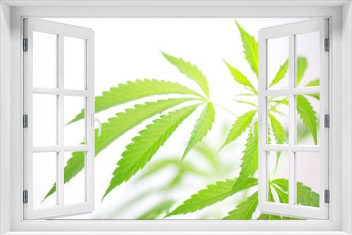 Fototapeta Naklejka Na Ścianę Okno 3D - plant cannabis farm plantation medical marijuana hemp
