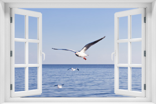 Fototapeta Naklejka Na Ścianę Okno 3D - seagull flying on blue sky