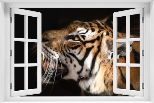Fototapeta Naklejka Na Ścianę Okno 3D - Portrait of a Bengal Tiger