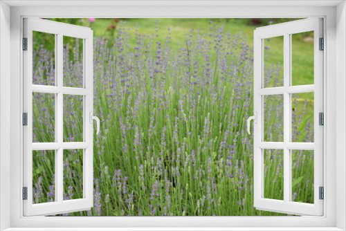 Fototapeta Naklejka Na Ścianę Okno 3D - Lawenda w ogrodzie