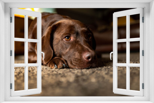 Fototapeta Naklejka Na Ścianę Okno 3D - Chocolate Labrador dog relaxing on home carpet in family room