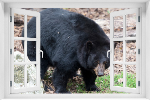 Fototapeta Naklejka Na Ścianę Okno 3D - Black Bear Stock Photos. Black bear close up by a rock displaying black fur, body, head, ears, eyes, muzzle, paws in its habitat and environment with a blur background.