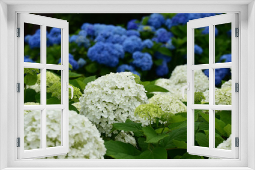 Fototapeta Naklejka Na Ścianę Okno 3D - 公園白と青のアジサイ