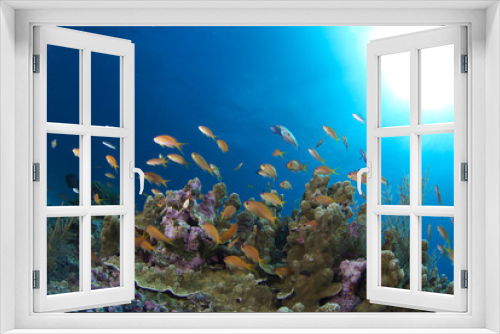 Fototapeta Naklejka Na Ścianę Okno 3D - 海底のサンゴに群れるハナゴイの群れ