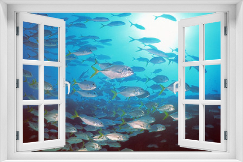 Fototapeta Naklejka Na Ścianę Okno 3D - 
school of fish in the Mexican Caribbean Sea