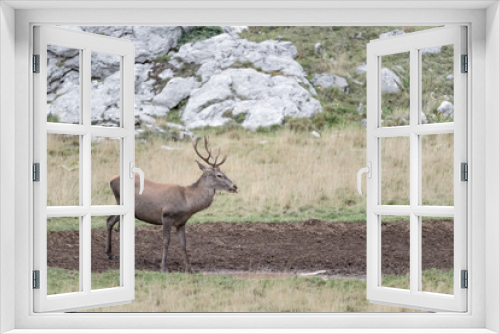 Fototapeta Naklejka Na Ścianę Okno 3D - Young Red deer ready to drink (Cervus elaphus)