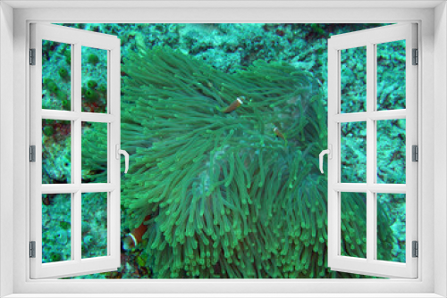 Fototapeta Naklejka Na Ścianę Okno 3D - anemone garden
