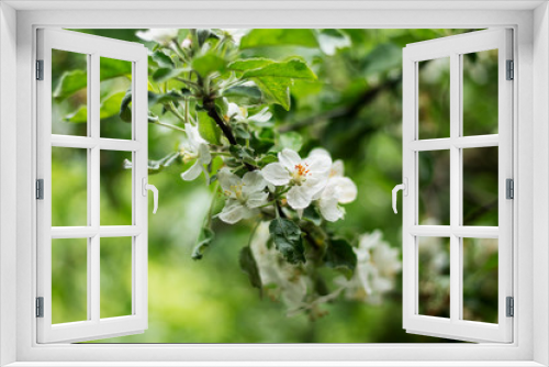 Fototapeta Naklejka Na Ścianę Okno 3D - apple tree blossom