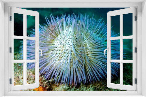 Fototapeta Naklejka Na Ścianę Okno 3D - Blue sea urchin
