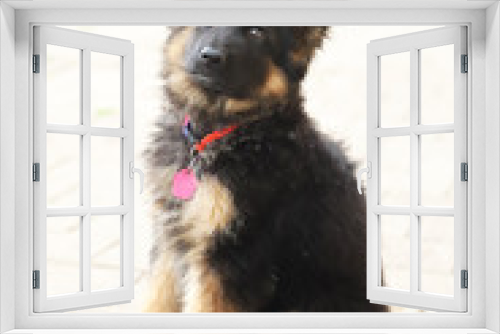 Fototapeta Naklejka Na Ścianę Okno 3D - Portrait of a  black and tan long-haired german shepherd puppy