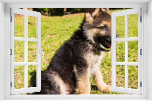 Fototapeta Naklejka Na Ścianę Okno 3D - german shepherd puppy