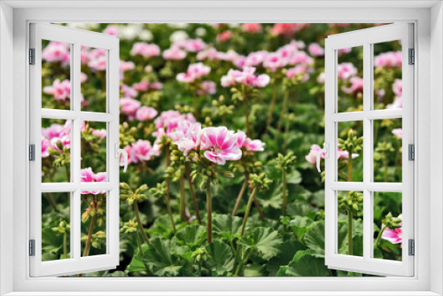 Fototapeta Naklejka Na Ścianę Okno 3D - A lot of Pink Sweet Miriam (Mimosa).Scented Geranium in the garden