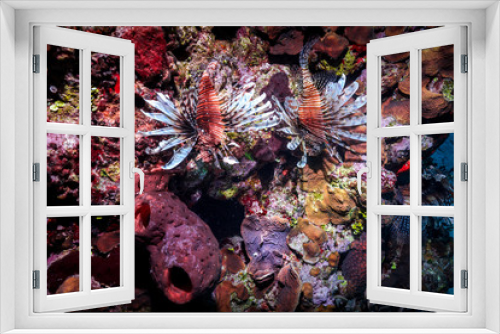 Fototapeta Naklejka Na Ścianę Okno 3D - Lionfish Reef