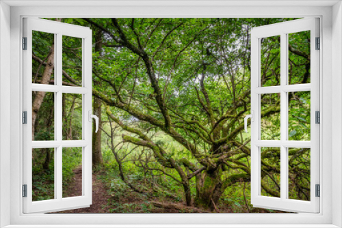 Fototapeta Naklejka Na Ścianę Okno 3D - Knorriger Baum im Morgenlicht