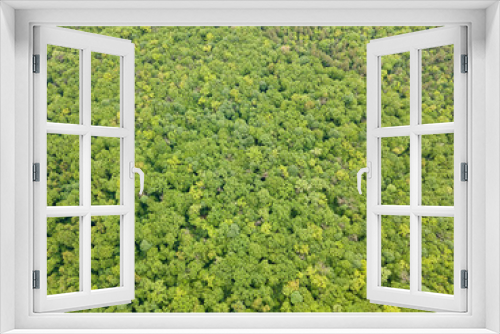 Fototapeta Naklejka Na Ścianę Okno 3D - Green tops of mixed forest trees in late spring. Sunny clear day. Aerial drone top view.