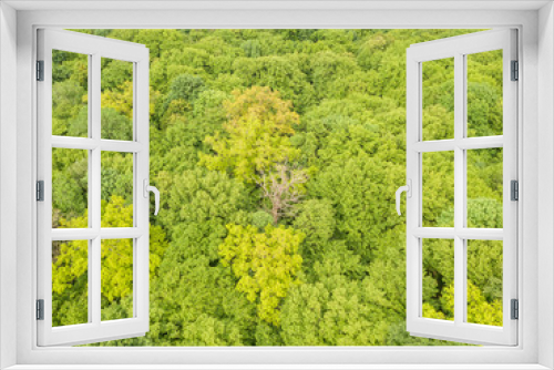 Fototapeta Naklejka Na Ścianę Okno 3D - Green tops of mixed forest trees in late spring. Sunny clear day. Aerial drone top view.