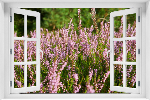 Fototapeta Naklejka Na Ścianę Okno 3D - wrzosy, łąka