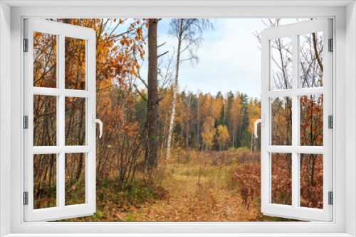 Fototapeta Naklejka Na Ścianę Okno 3D - Autumn pine forest and yellow golden deciduous trees, panorama