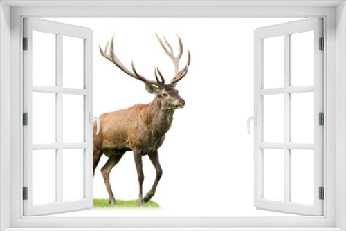 Fototapeta Naklejka Na Ścianę Okno 3D - Majestic red deer, cervus elaphus, marching on glade from side view isolated on white background. Animal wildlife cut out on blank. Male mammal with brown fur and antlers walking.