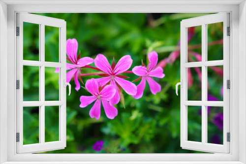 Fototapeta Naklejka Na Ścianę Okno 3D - Geraniums in a pink twining not hardy summer flower