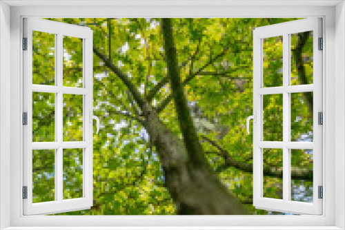 Fototapeta Naklejka Na Ścianę Okno 3D - a japan maple tree close up