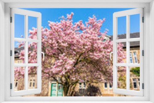 Fototapeta Naklejka Na Ścianę Okno 3D - Magnolienbaum in voller Blüte