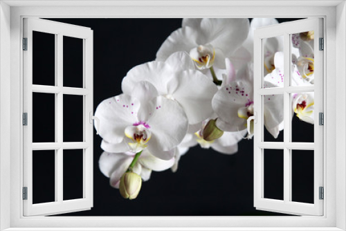 Fototapeta Naklejka Na Ścianę Okno 3D - white orchid on black background
