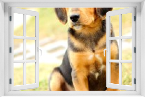 Fototapeta Naklejka Na Ścianę Okno 3D - Small beagle