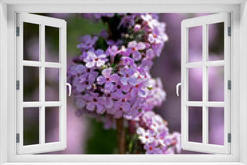 Fototapeta Naklejka Na Ścianę Okno 3D - delicate flowers of lilac in front of blurred background