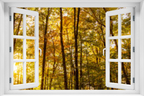 Fototapeta Naklejka Na Ścianę Okno 3D - Sun streaming through autumn forest