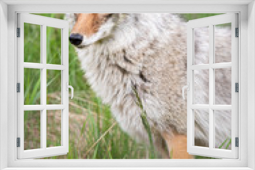 Fototapeta Naklejka Na Ścianę Okno 3D - Coyote in the wild