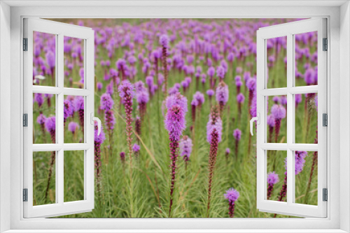 Fototapeta Naklejka Na Ścianę Okno 3D - beautiful field of purple flowers on a clear day